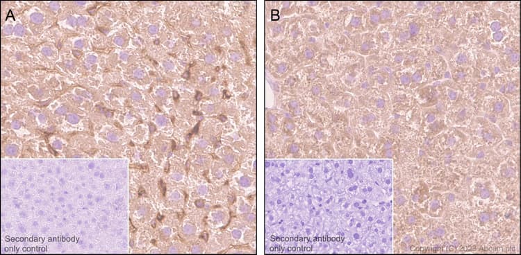 Goat Anti-Rabbit IgG H&L (HRP polymer)(AB214880)