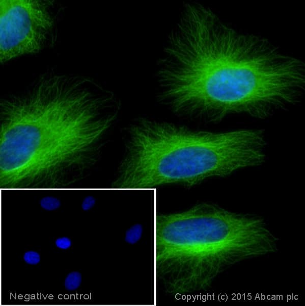 Donkey Anti-Mouse IgG H&L (Alexa Fluor® 488)(AB150105)