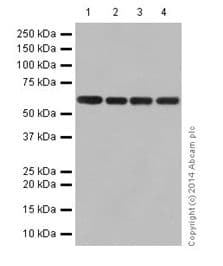 Anti-U2AF65 antibody [EPR17046] - BSA and Azide free(AB251237)