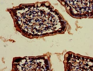 Anti-VPS4B/MIG1 antibody(ab224736)