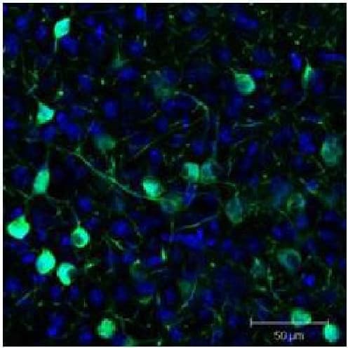 FITC Anti-GFP antibody(AB6662)