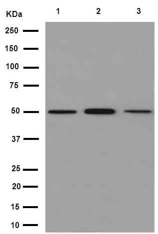Anti-beta IV Tubulin antibody [EPR16775] - BSA and Azide free(AB250103)