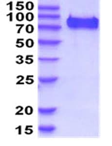 Ab208464  Sds Page Img61338