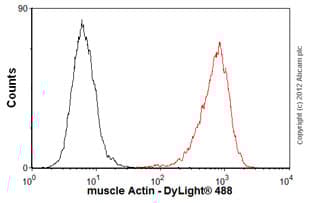 Anti-ACTC1 antibody [EP184E](AB46805)