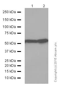 Anti-nmt55 / p54nrb antibody [EPR5270](AB133574)