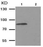 Anti-IKK beta (phospho Y188) antibody(AB194519)