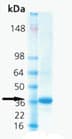 High Activity Fusion Construct Of Human Soluble Trap Cd40l Ab168061  Sds Page Img96480