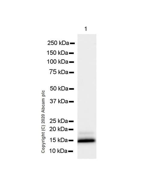 Anti-Prealbumin antibody [EPR24246-14](AB271132)