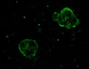 Anti-Glutathione antibody [D8](AB19534)