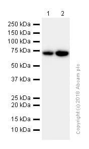 Anti-Ezrin antibody [EP886Y] - Plasma Membrane Marker(AB40839)