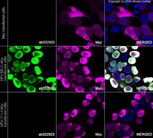 Anti-Myc tag antibody(AB9106)