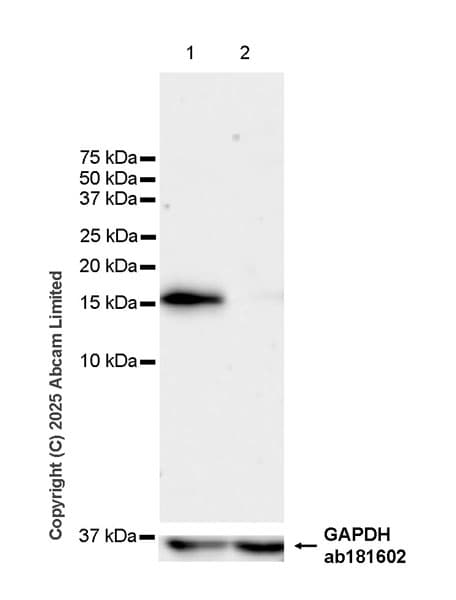 Goat Anti-Rabbit IgG H&L (HRP)(AB97051)