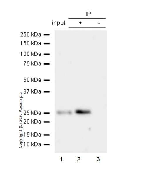 Anti-Kappa light chain antibody [EPR5367-8] - BSA and Azide free(AB232152)
