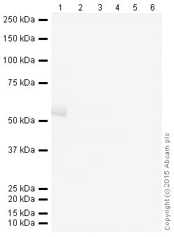 Donkey Anti-Goat IgG H&L (HRP)(AB205723)