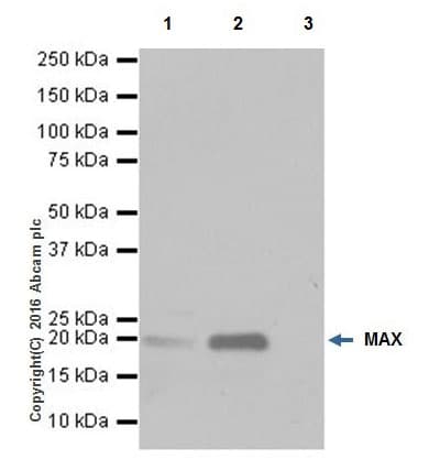 Anti-MAX antibody [EPR19352] - ChIP Grade - BSA and Azide free(AB236028)