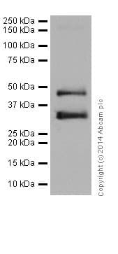 Anti-PAX6 antibody [EPR15858](AB195045)