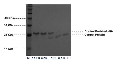 Thrombin cleavage kit(AB207000)