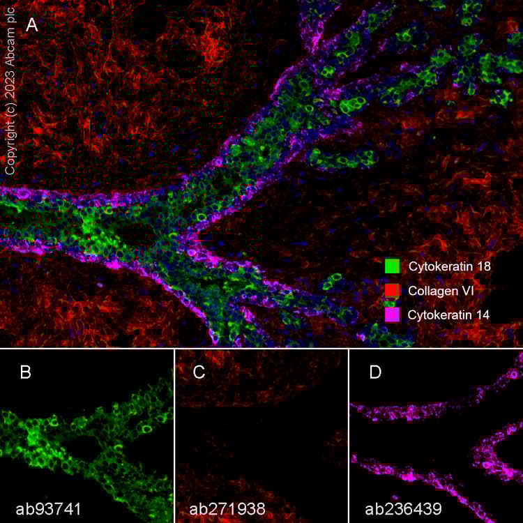 Anti-Collagen VI antibody [EPR17072](AB182744)