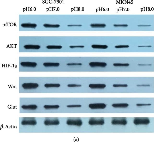 Anti-Wnt3a antibody [EPR21889] - BSA and Azide free(AB234099)