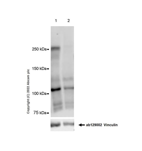 Anti-Chd1 antibody [EPR23534-403] - BSA and Azide free(AB303487)