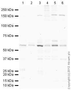 Goat Rabbit Igg H L Hrp Preadsorbed Ab97080  Western Blot Img83078