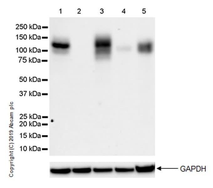 Anti-IL-17RA antibody [EPR22831-5] - BSA and Azide free(AB267402)