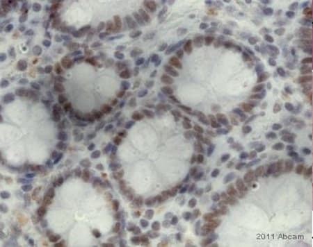 Anti-8-Hydroxy-2'-deoxyguanosine antibody [N45.1](AB48508)