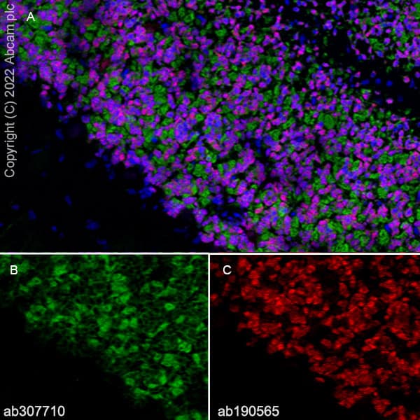 Alexa Fluor® 647 Anti-NeuN antibody [EPR12763] - Neuronal Marker(AB190565)