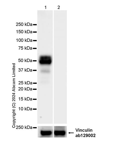 Anti-Tau (MTBR-tau243) antibody [EPR29541-59](AB322554)