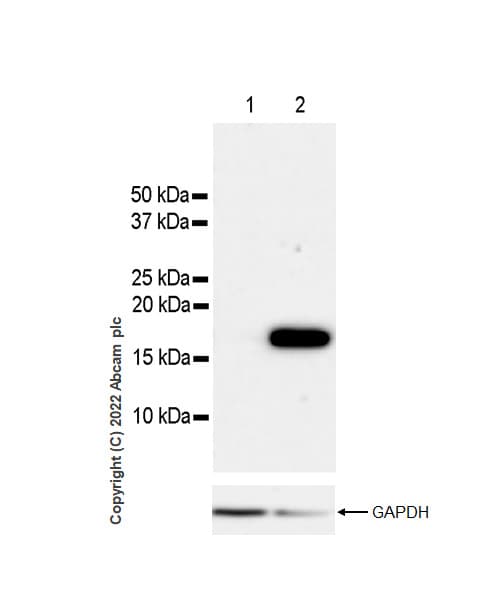 Anti-Histone H3 (acetyl K4+K9+K14+K18+K23+K27) antibody [RM1045] - BSA and Azide free(AB300642)