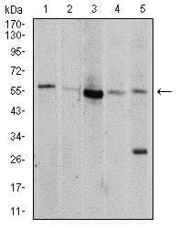 Anti-AKT1 antibody [1F7E10](AB233755)