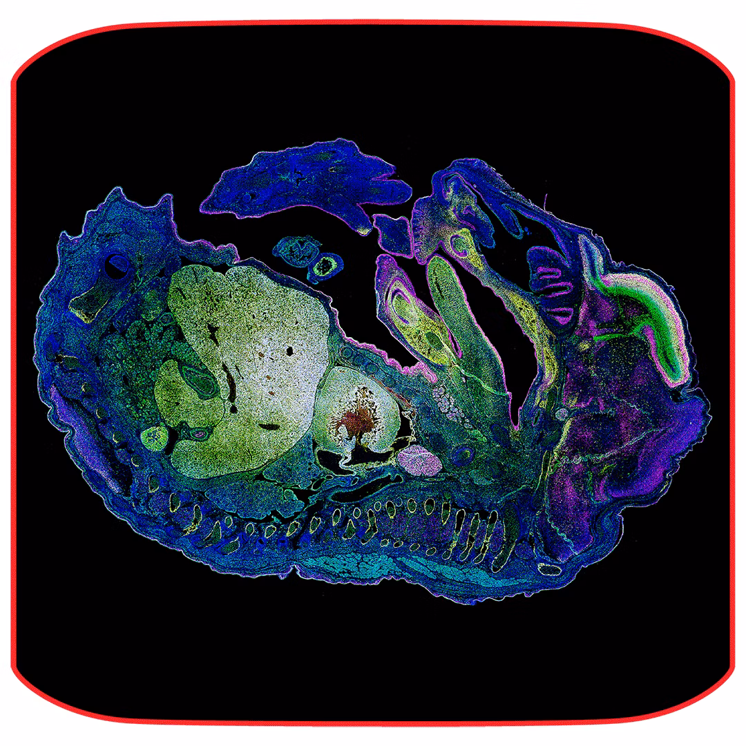 Mica Mouse Embryo Kid21767818