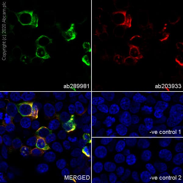 Anti-Myc tag antibody [Hyper-myc](AB289981)