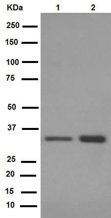Anti-Cyclin D1 antibody [EPR2241] - C-terminal(AB134175)