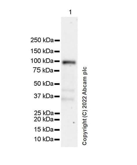 Glucocorticoid Receptor Antibody 2153ct3073280 Bsa And Azide Free Ab307606  Western Blot Img415985