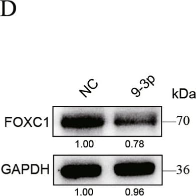 Anti-FOXC1 antibody [EPR20685](ab227977)