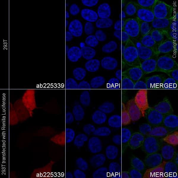 Alexa Fluor® 647 Anti-Renilla Luciferase antibody [EPR17792](AB225339)