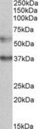 Anti-MICU1 antibody(AB190114)