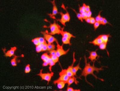 Ppp1r1a Antibody Ep902y Bsa And Azide Free Ab247299  Immunocytochemistry Immunofluorescence Img46114