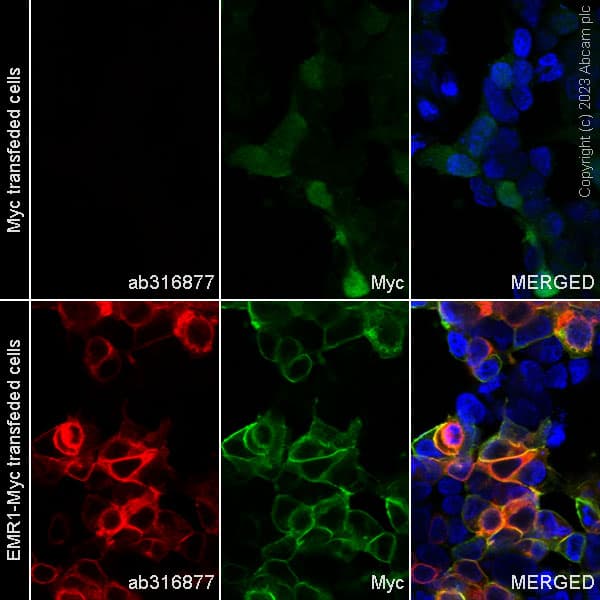 Alexa Fluor® 555 Anti-EMR1/ADGRE1 (F4/80) antibody [EPR23225-94](AB316877)