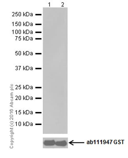 Pkc Antibody Epr16898 Ab179522  Western Blot Img138741