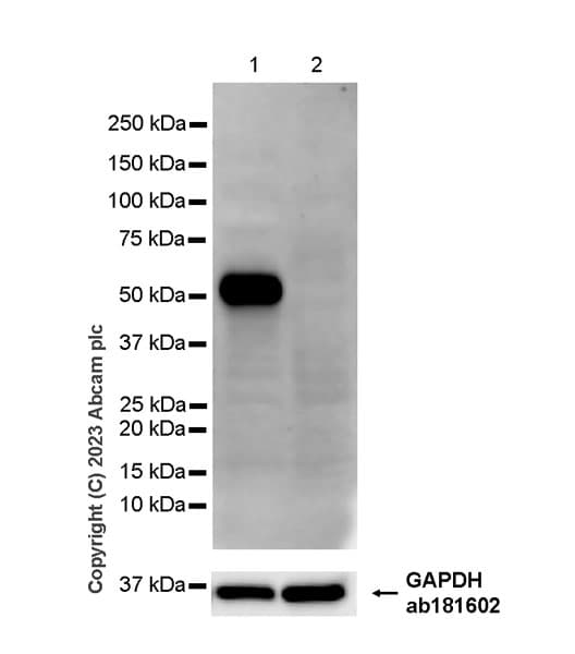 Anti-Stra8 antibody [EPR27083-56](AB308124)