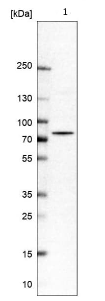 Anti-PUS10 antibody(AB185078)