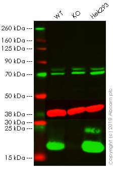 Anti-Histone H2A.X antibody - ChIP Grade(AB20669)