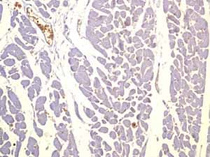 Anti-Glucose Transporter GLUT1 antibody [EPR3915] - BSA and Azide free(AB252403)