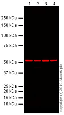 Mouse Loading Control Antibody Panel Alexa Fluor 680 Ab199716  Western Blot Img146686