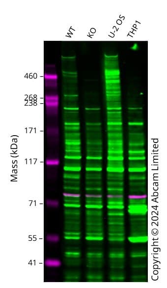 Anti-Nesprin 2 antibody(AB217057)