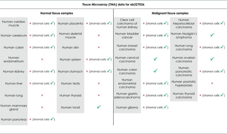 Anti-CCR6 antibody [EPR22259](AB227036)