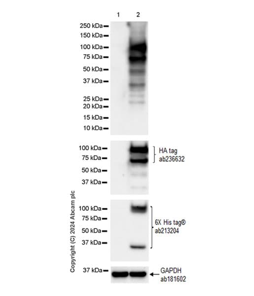 Anti-Rfx Cas13d (N-term) antibody [EPR23965-31](AB314741)
