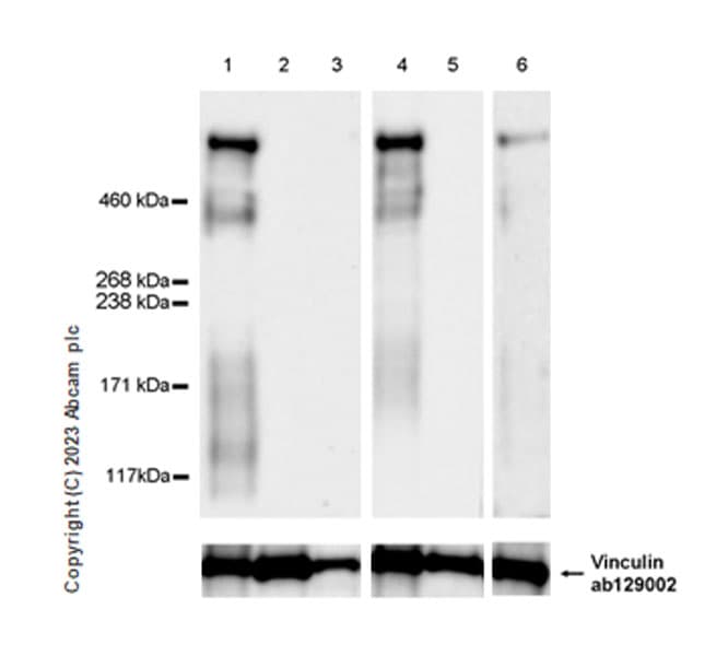 Anti-Lrp2 / Megalin antibody [EPR26093-68] - BSA and Azide free(AB313742)